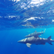Illustration for article titled Fun with Sharkies